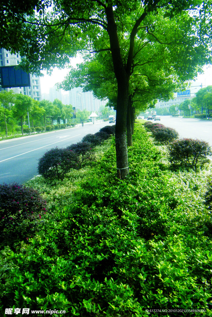 2009道路绿化金奖 钱江路景观照片