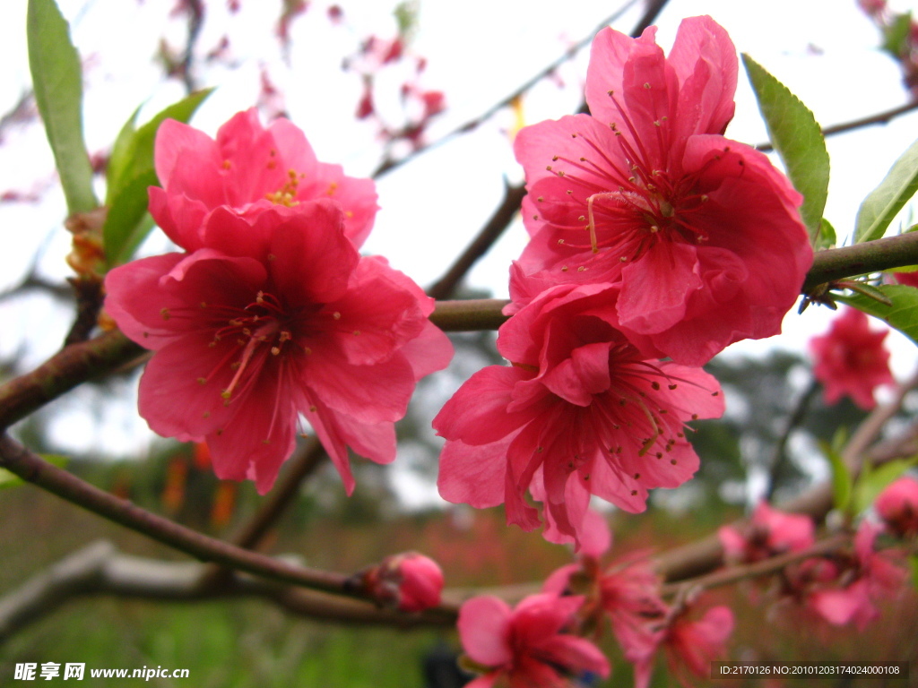 桃花
