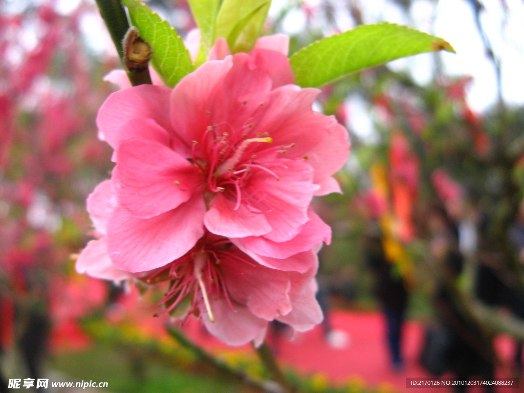 桃花