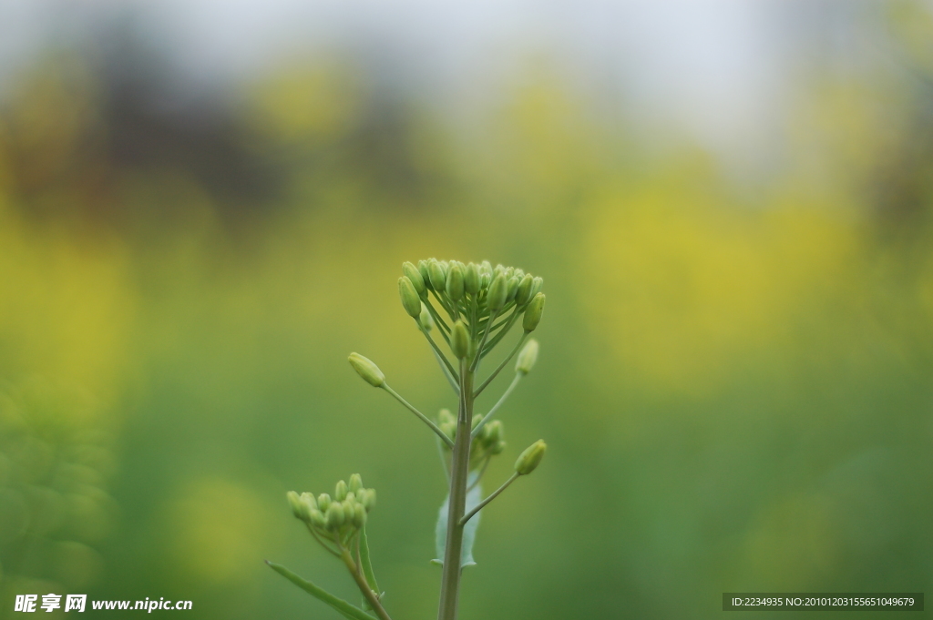 油菜花