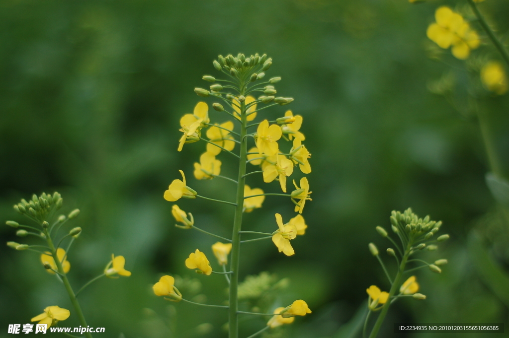 油菜花