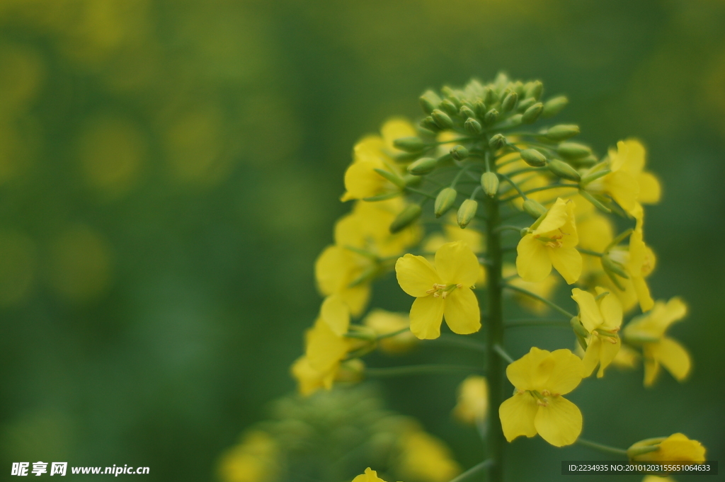 油菜花