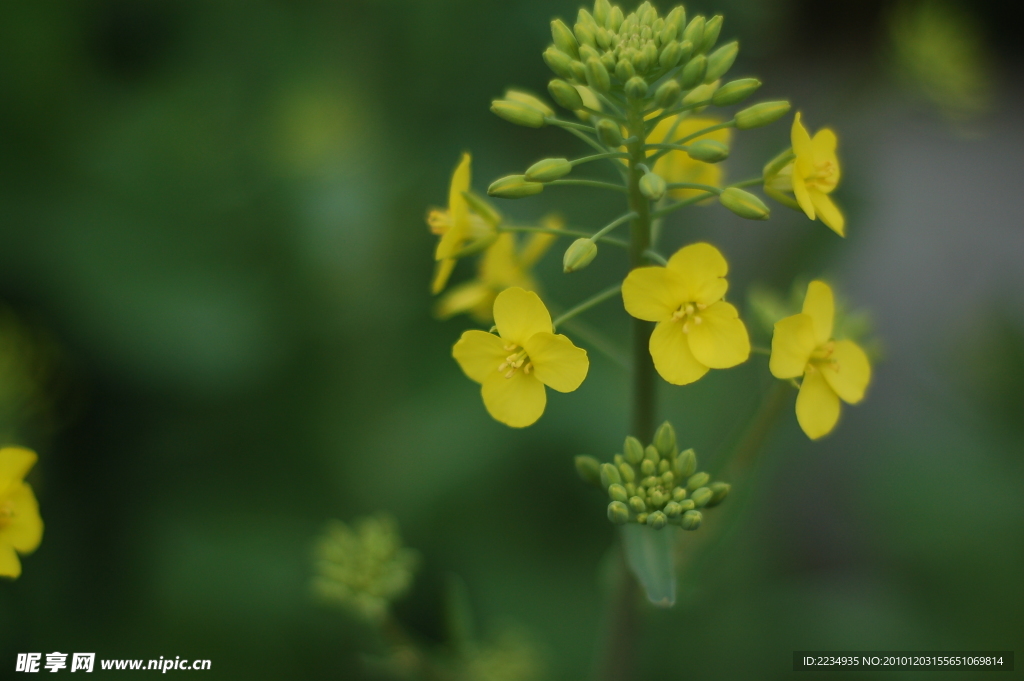 油菜花