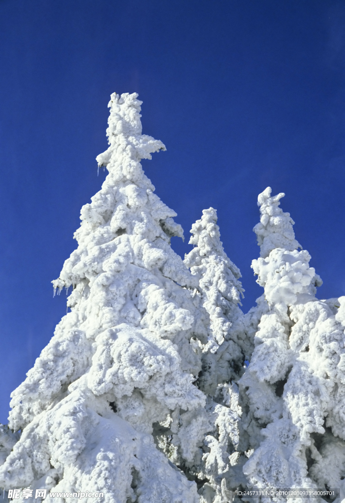 冬季树上雪景