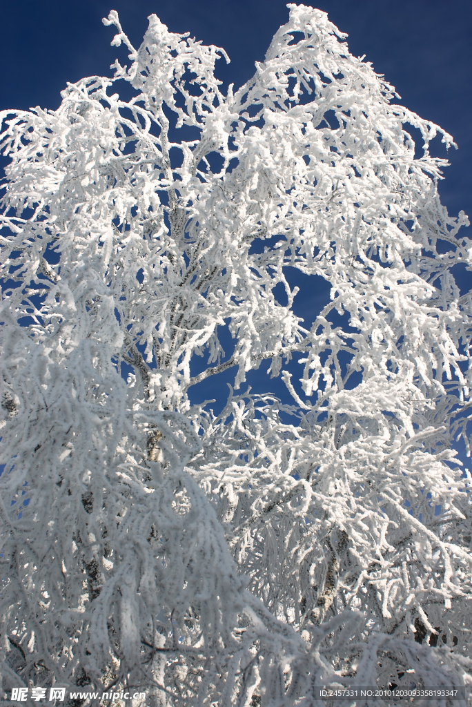 冬天树枝上的积雪