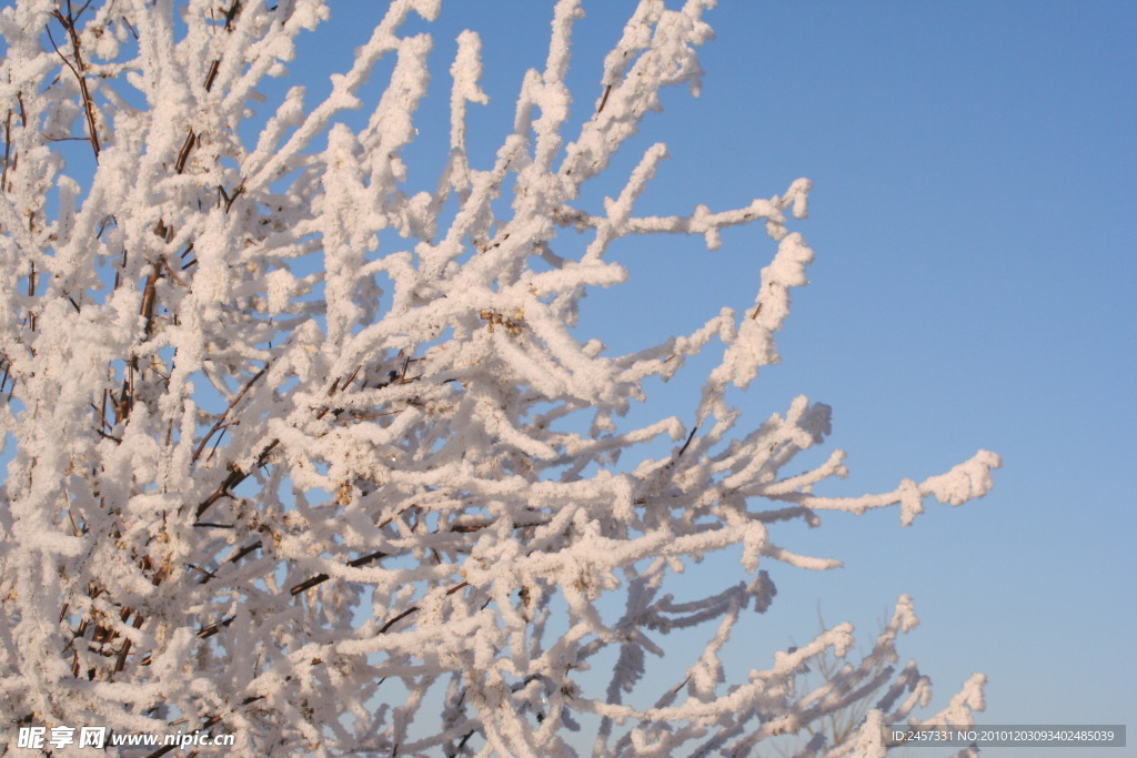 冬季树枝雪景