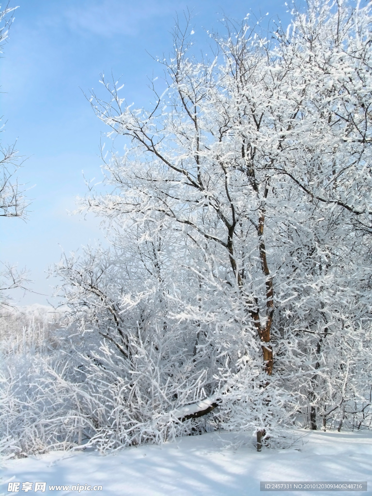 冬天树上积雪