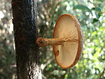 野生香菇