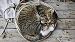 小花猫 猫咪