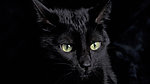 野猫 动物世界