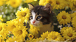 猫咪 向日葵