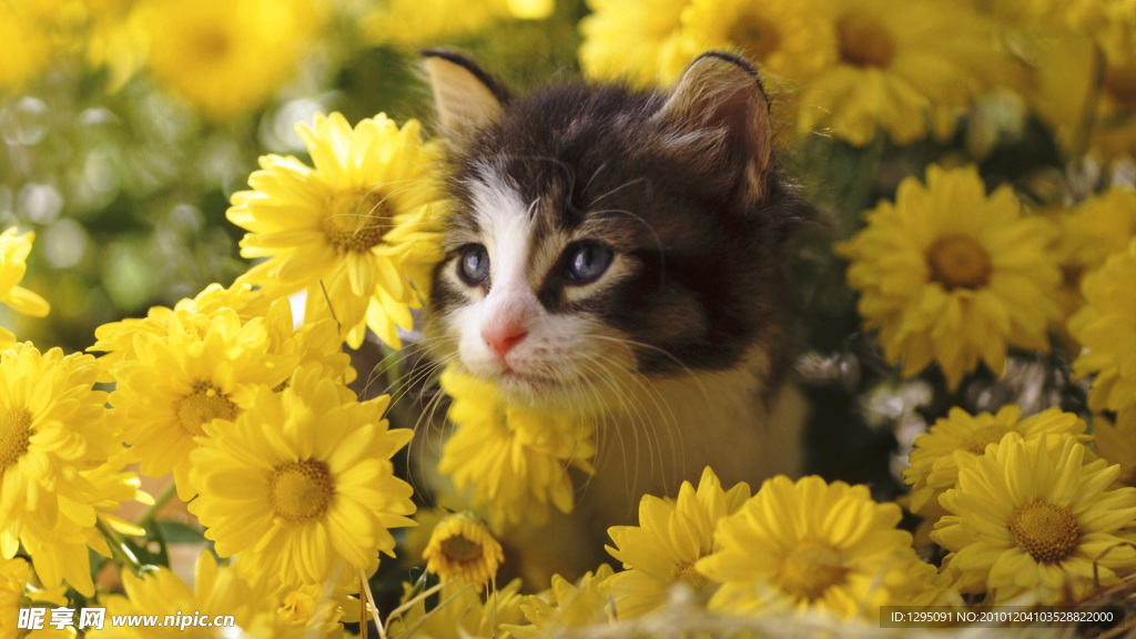 猫咪 向日葵