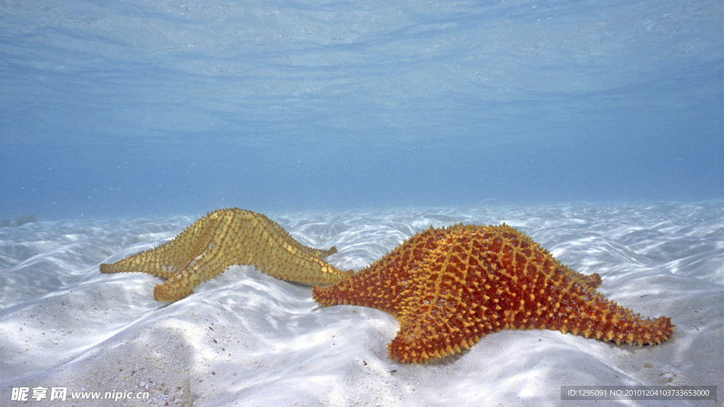 海星星 海底世界 海洋生物