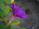 牵牛花