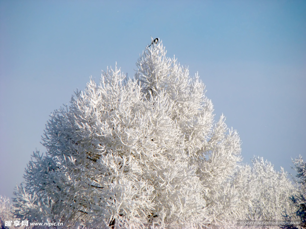 冬季树枝雪景