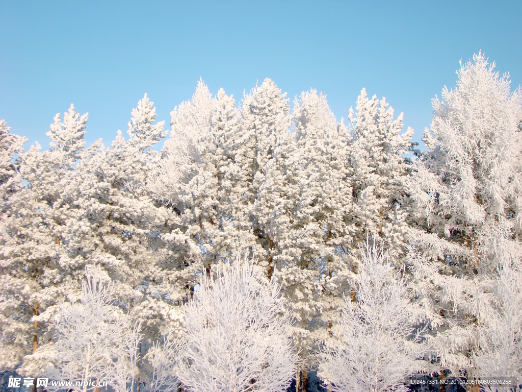 冬季树枝雪景