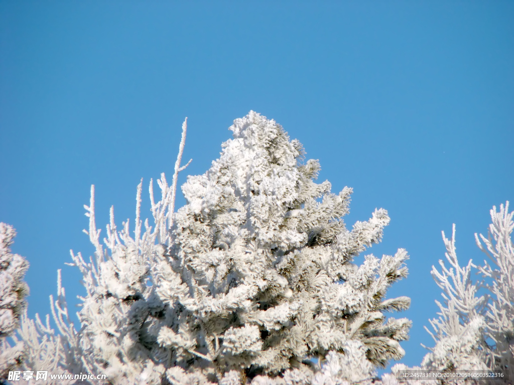 树枝冬季雪景