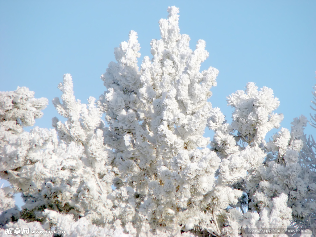 冬季树枝雪景