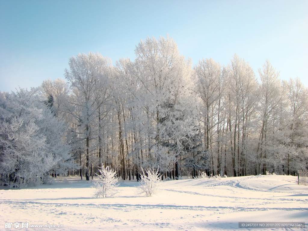 树林冬季雪景