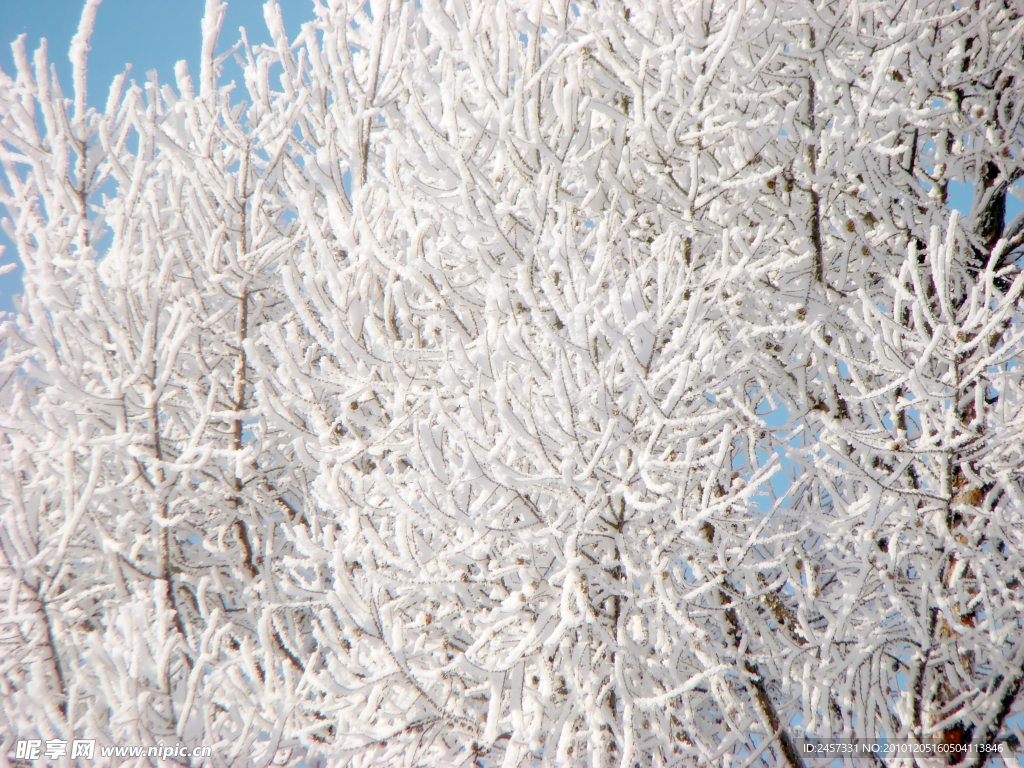 冬季树枝雪景