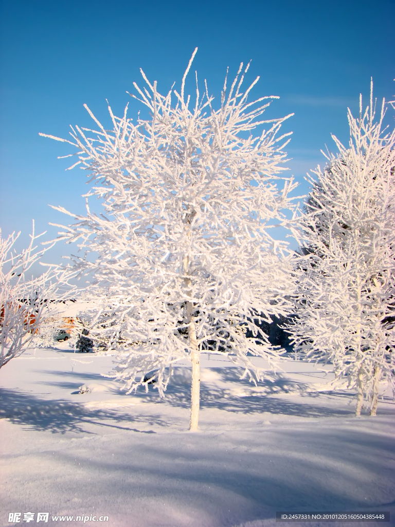 冬季雪景