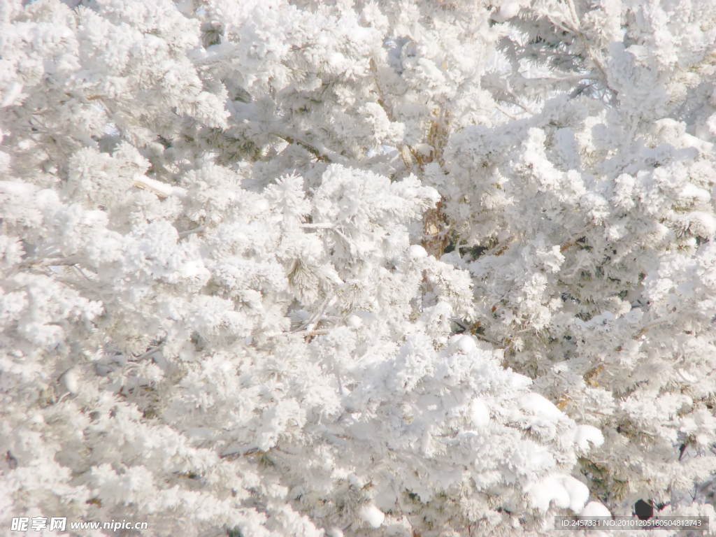 冬季树枝雪景