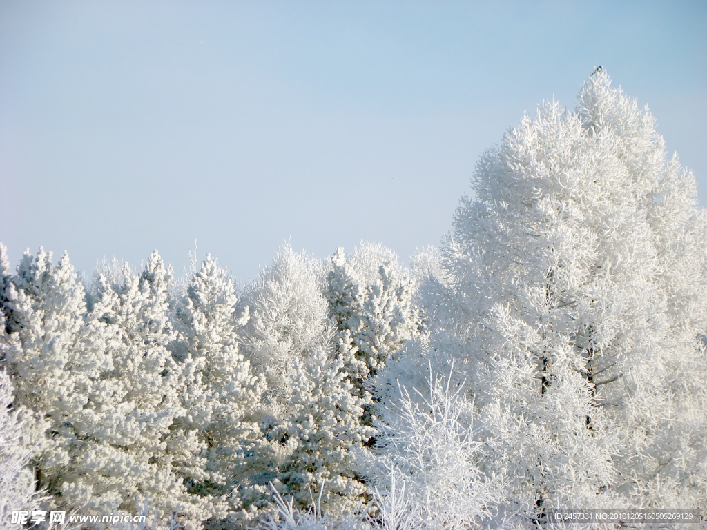 冬季树枝雪景
