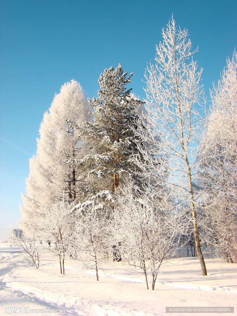 冬季雪景