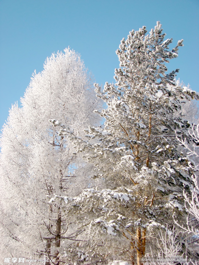 冬天树枝上的积雪