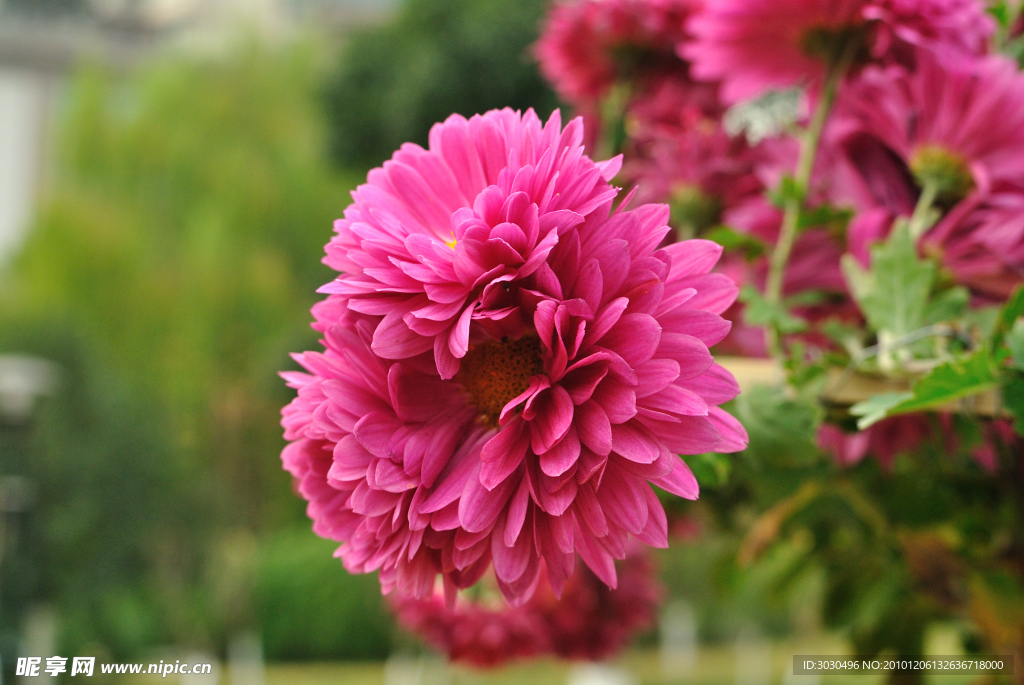 高清菊花