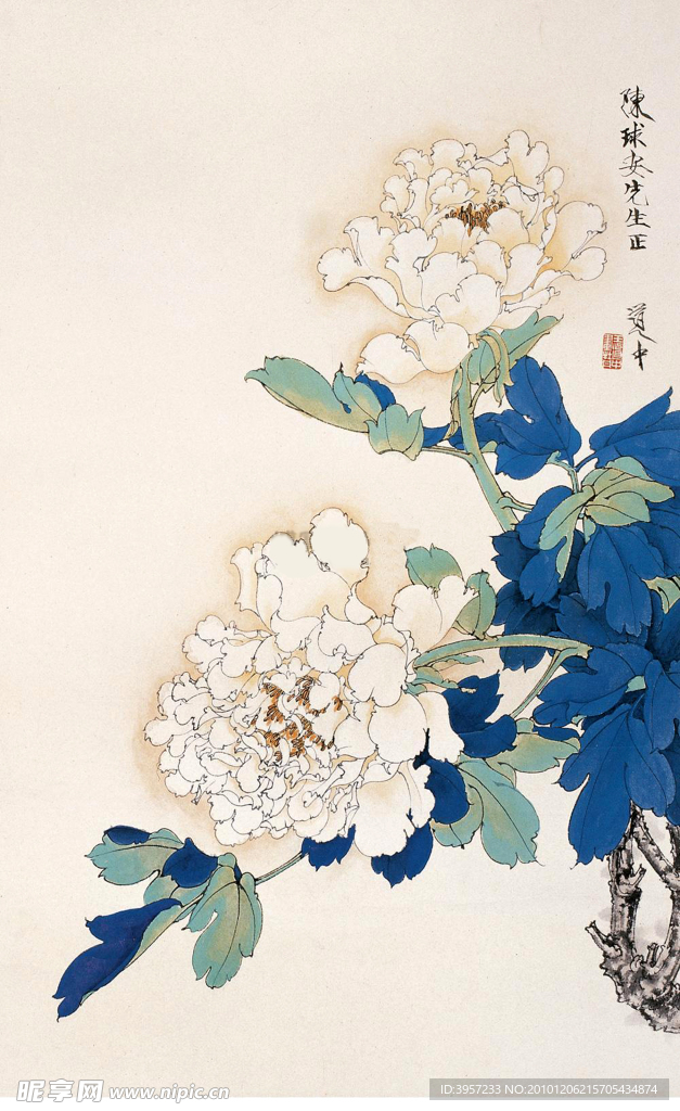 白牡丹花