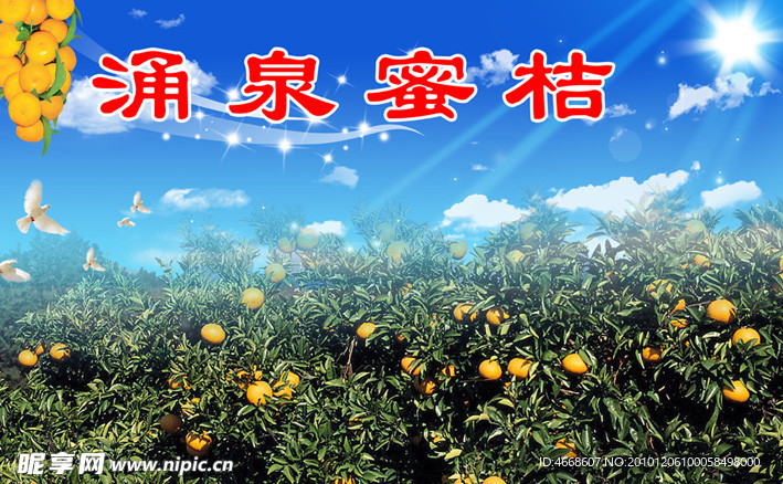 涌泉蜜桔