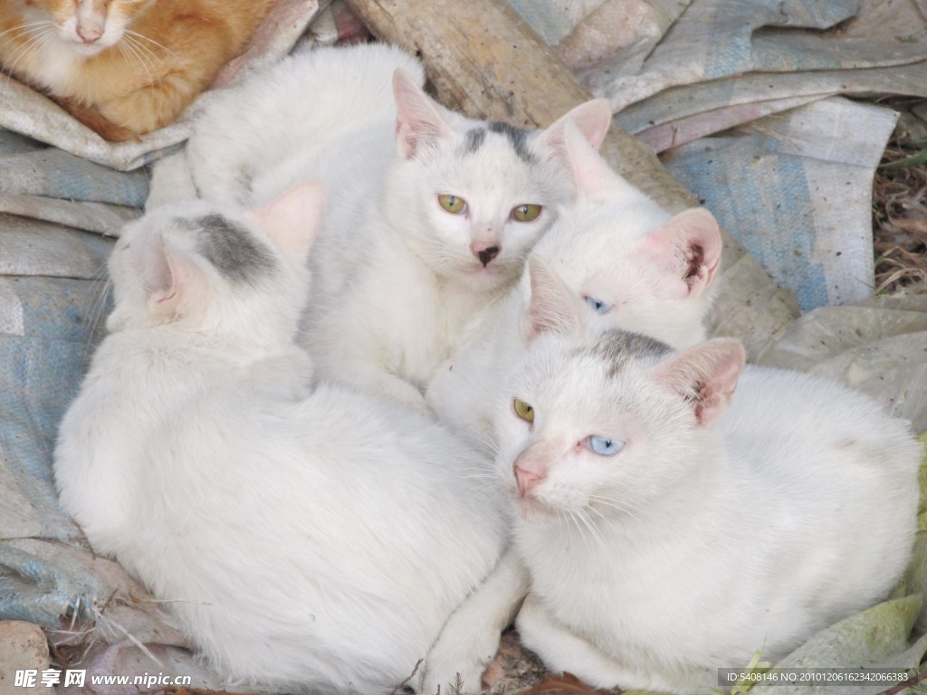 四只白色的猫