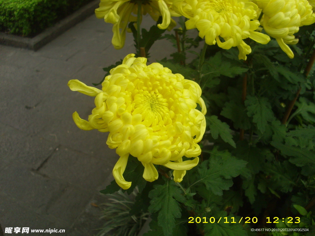 菊花