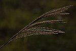 芦苇