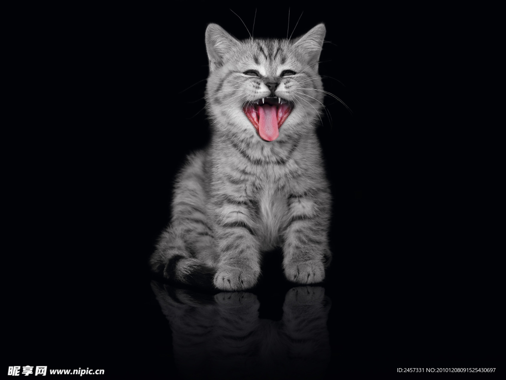 微笑小猫