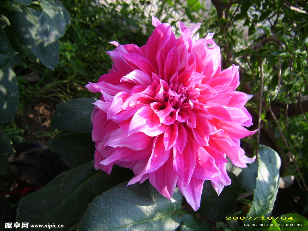 大丽花