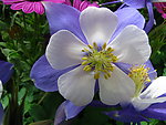 小花