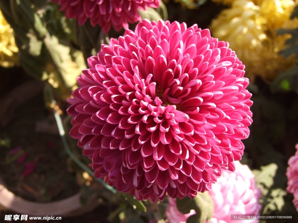 菊花