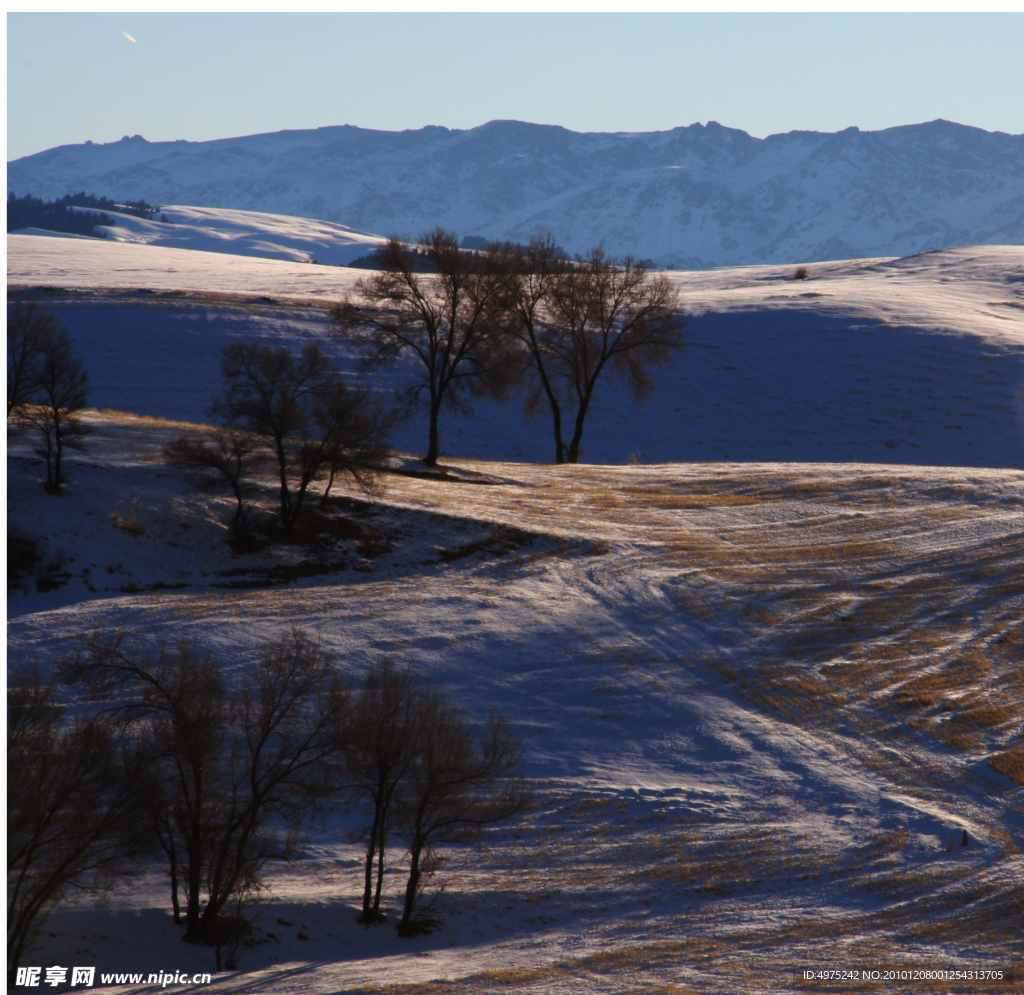 雪地 榆树