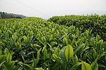 茶叶