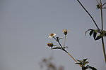 小花