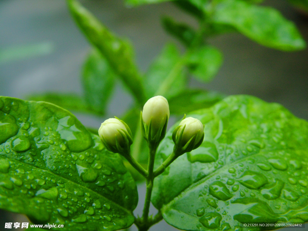 茉莉花