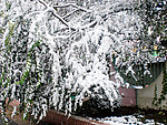 雪景