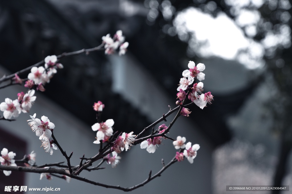 梅花