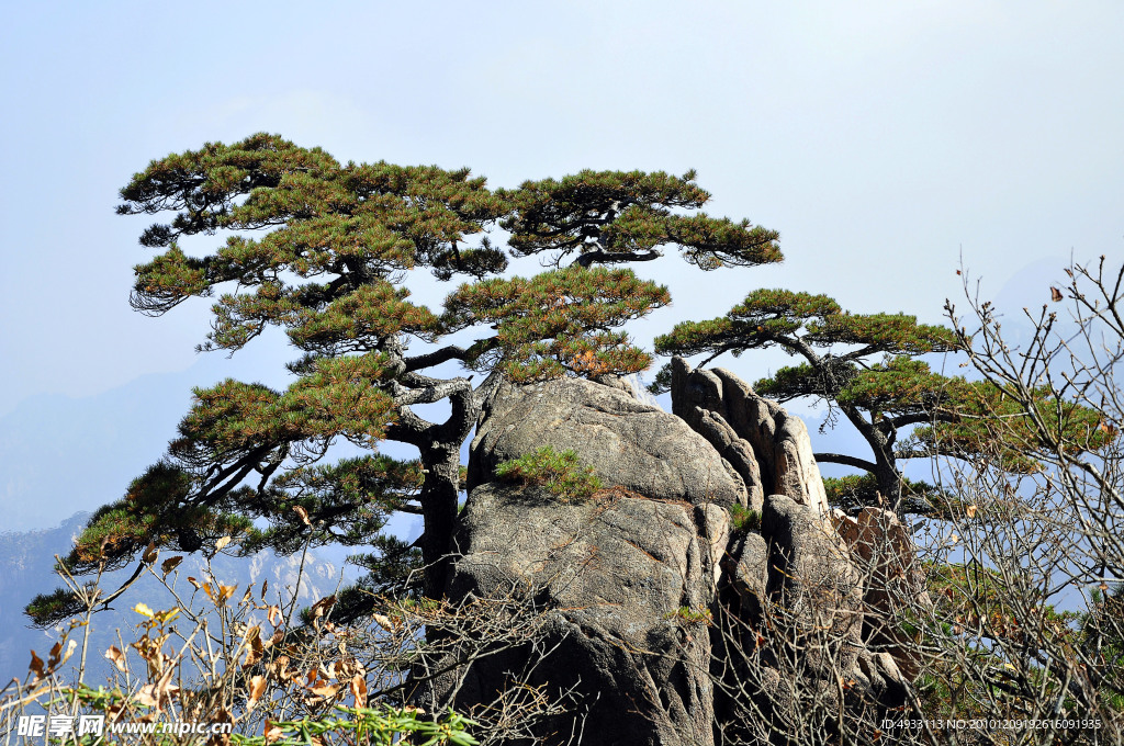 黄山松