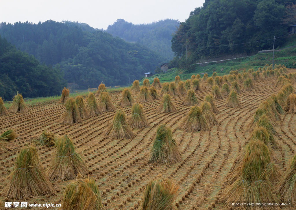 山区稻田