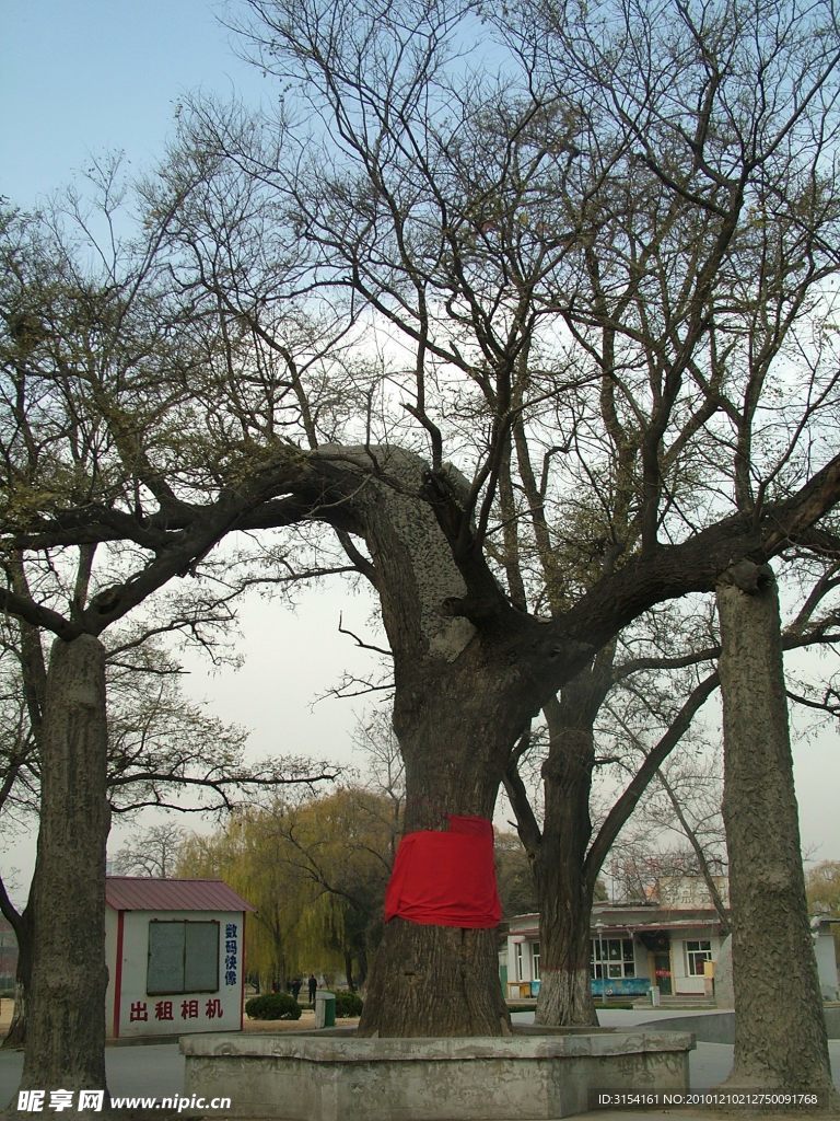 老树