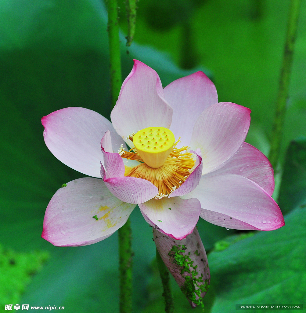 荷花