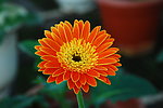 非洲菊